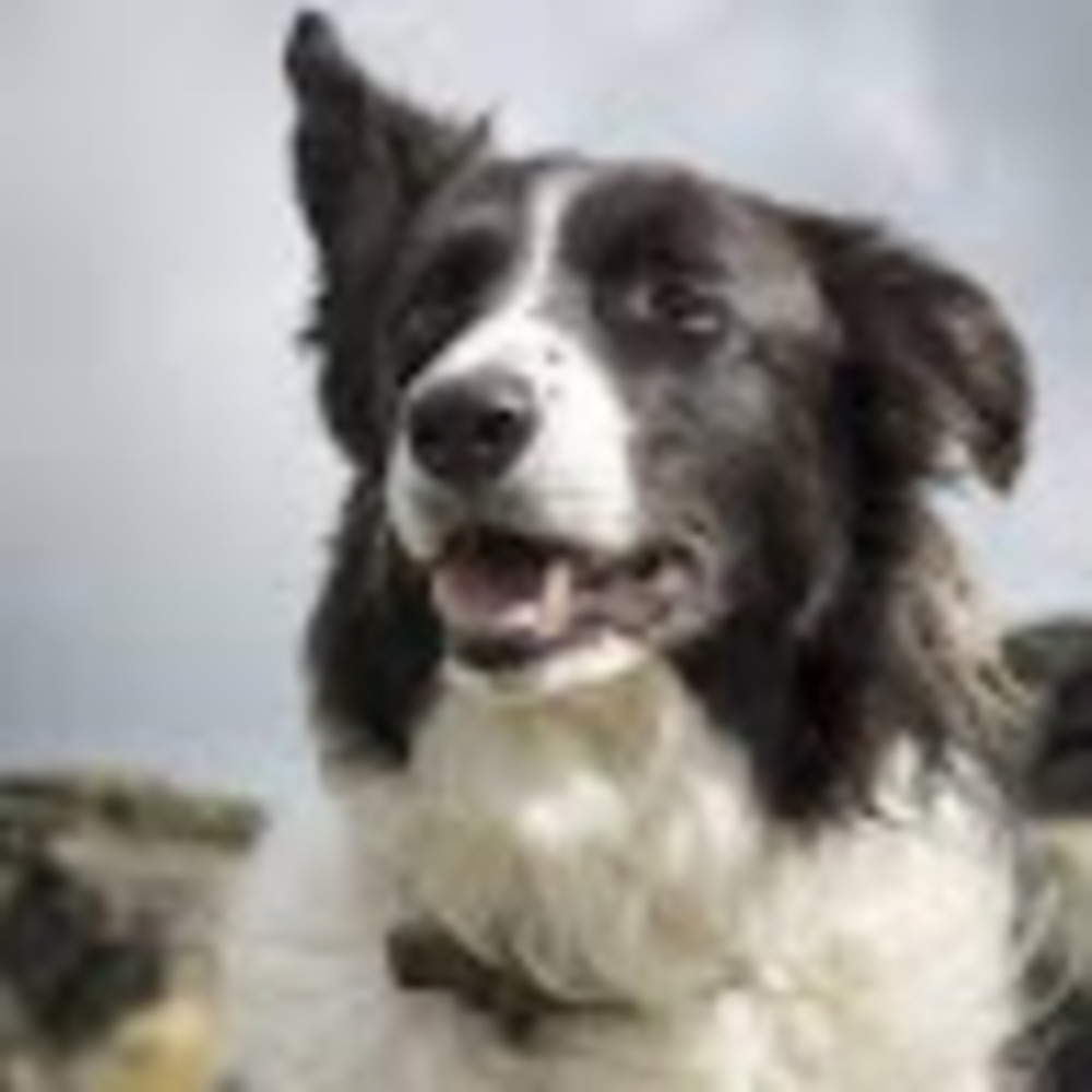 Meet your Posher, Sadie